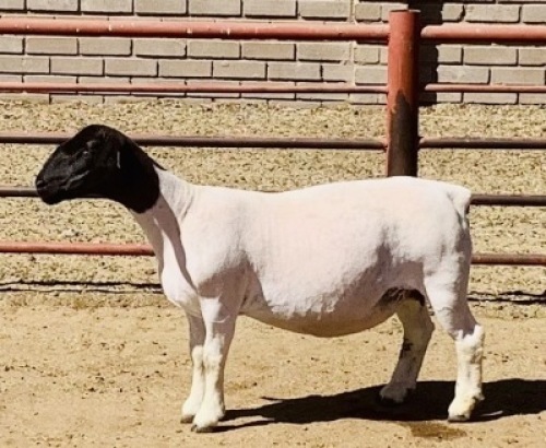 1x DORPER OOI/EWE Kowie de Witt Dorpers STOET