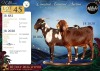 1 X CAPE LOB EAR PREGNANT DOE Afdaks Bokke - 3