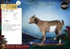 1 X MBUZIS PREGNANT DOE Afdaks Bokke - 2