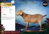 WITHDRAWN - 1 X CAPE LOB EAR PREGNANT DOE Afdaks Bokke - 2