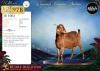 1 X CAPE LOB EAR PREGNANT DOE Afdaks Bokke - 2