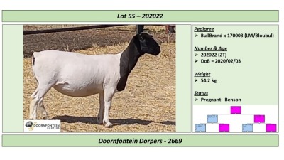 1x DORPER OOI/EWE Doornfontein Dorpers STOET