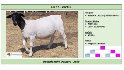 1x DORPER OOI/EWE Doornfontein Dorpers STOET