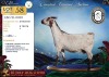 1 X CAPE SKILDER PREGNANT DOE Limbeer Goats - 2