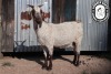1 X CAPE SKILDER PREGNANT DOE Limbeer Goats - 3