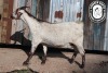 1 X CAPE SKILDER PREGNANT DOE Limbeer Goats - 4