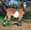 1 X MBUZIS PREGNANT DOE Beresh Ngunis - 3