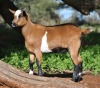 1 X MBUZIS PREGNANT DOE Beresh Ngunis - 4