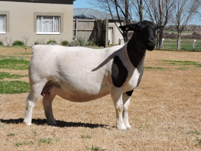 1x DORPER OOI/EWE Izak Nel Dorpers TIEPE 5