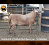1 X MEATMASTER NOT RECORDED RAM NEW HEAVEN MEATMASTERS