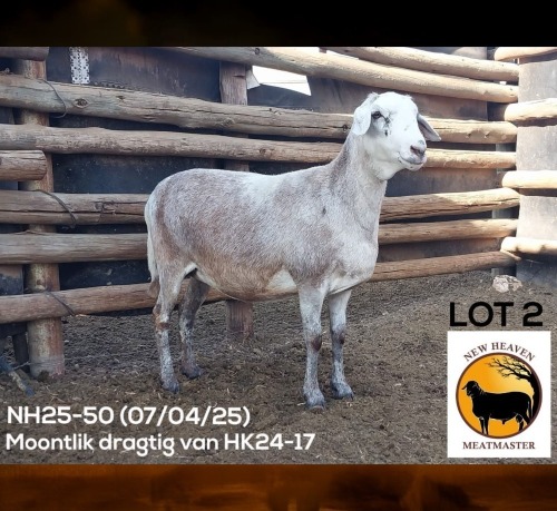 1 X MEATMASTER NOT RECORDED EWE NEW HEAVEN MEATMASTERS