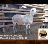 1 X MEATMASTER NOT RECORDED EWE NEW HEAVEN MEATMASTERS