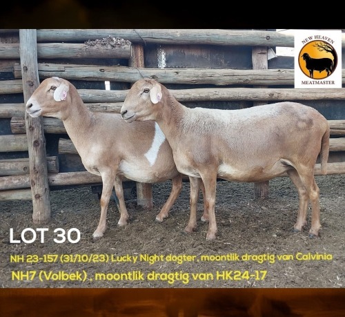 1 X MEATMASTER NOT RECORDED EWE NEW HEAVEN MEATMASTERS