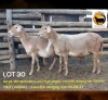 1 X MEATMASTER NOT RECORDED PREGNANT EWE NEW HEAVEN MEATMASTERS