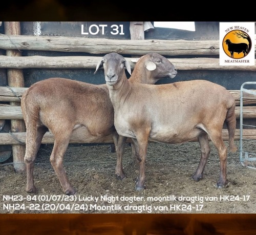 1 X MEATMASTER NOT RECORDED EWE NEW HEAVEN MEATMASTERS