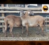 1 X MEATMASTER NOT RECORDED PREGNANT EWE NEW HEAVEN MEATMASTERS