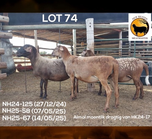 1 X MEATMASTER NOT RECORDED EWE NEW HEAVEN MEATMASTERS