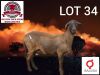 1 X MEATMASTER RECORDED PREGNANT EWE KLUYTS LIVESTOCK FARMING (PTY) LTD - 2