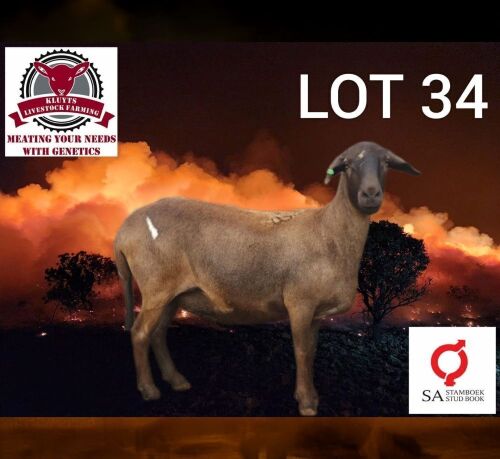 1 X MEATMASTER RECORDED EWE KLUYTS LIVESTOCK FARMING (PTY) LTD