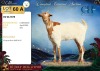 WITHDRAWN - 1 X MBUZIS DOE CH Boerdery - 2