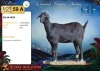 WITHDRAWN - 1 X MBUZIS DOE CH Boerdery - 2