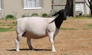 1x DORPER OOI/EWE Izak Nel Dorpers TIEPE 5