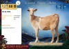 1 X MBUZIS PREGNANT DOE CH Boerdery - 2