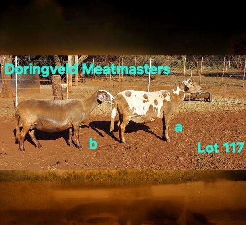 1 X MEATMASTER RECORDED EWE DORINGVELD MEATMASTERS