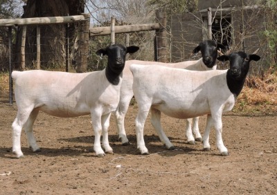 3x DORPER OOI/EWE Izak Nel Dorpers (Per stuk om lot te neem/Per piece to take the lot) 2 STOET 1 KUDDE