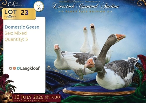 5 X Domestic Geese MIX Langkloof Game Farm (Per animal to take the lot)