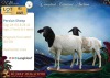 1 X PERSIE PREGNANT EWE Langkloof Game Farm - 2