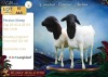 1 X PERSIE EWE Langkloof Game Farm - 2