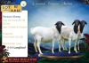 1 X PERSIE PREGNANT EWE Langkloof Game Farm - 2