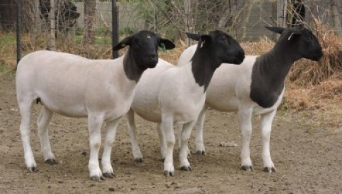 3x DORPER OOI/EWE Izak Nel Dorpers (Per stuk om lot te neem/Per piece to take the lot) 1 STOET, 2 KUDDE
