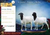 1 X PERSIE PREGNANT EWE Langkloof Game Farm - 2