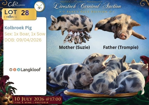 1 X Kolbroek BEER Langkloof Game Farm