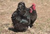 2 X SWART ORPINGTONS ROOSTER & HEN Red Ribbon (Per animal to take the lot) - 3