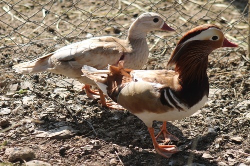2 X MANDARIN EENDE ROOSTER & HEN Red Ribbon (Per animal to take the lot)