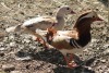 2 X MANDARIN EENDE ROOSTER & HEN Red Ribbon (Per animal to take the lot) - 3