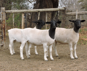 3x DORPER OOI/EWE Izak Nel Dorpers (Per stuk om lot te neem/Per piece to take the lot) KUDDE