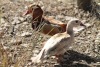 2 X MANDARIN EENDE ROOSTER & HEN Red Ribbon (Per animal to take the lot) - 5
