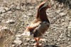 2 X MANDARIN EENDE ROOSTER & HEN Red Ribbon (Per animal to take the lot) - 6