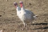 2 X WHITE TURKEY MALE & FEMALE Red Ribbon (Per animal to take the lot) - 3
