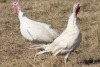 2 X WHITE TURKEY MALE & FEMALE Red Ribbon (Per animal to take the lot) - 4