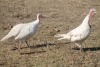 2 X WHITE TURKEY MALE & FEMALE Red Ribbon (Per animal to take the lot) - 5