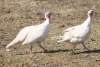 2 X WHITE TURKEY MALE & FEMALE Red Ribbon (Per animal to take the lot) - 6