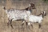 1+1 X CAPE SKILDER DOE Red Ribbon - 4