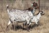 1+1 X CAPE SKILDER DOE Red Ribbon - 5