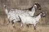 1+1 X CAPE SKILDER DOE Red Ribbon - 6