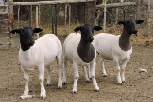 3x DORPER OOI/EWE Izak Nel Dorpers (Per stuk om lot te neem/Per piece to take the lot) KUDDE